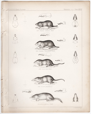 Shrews